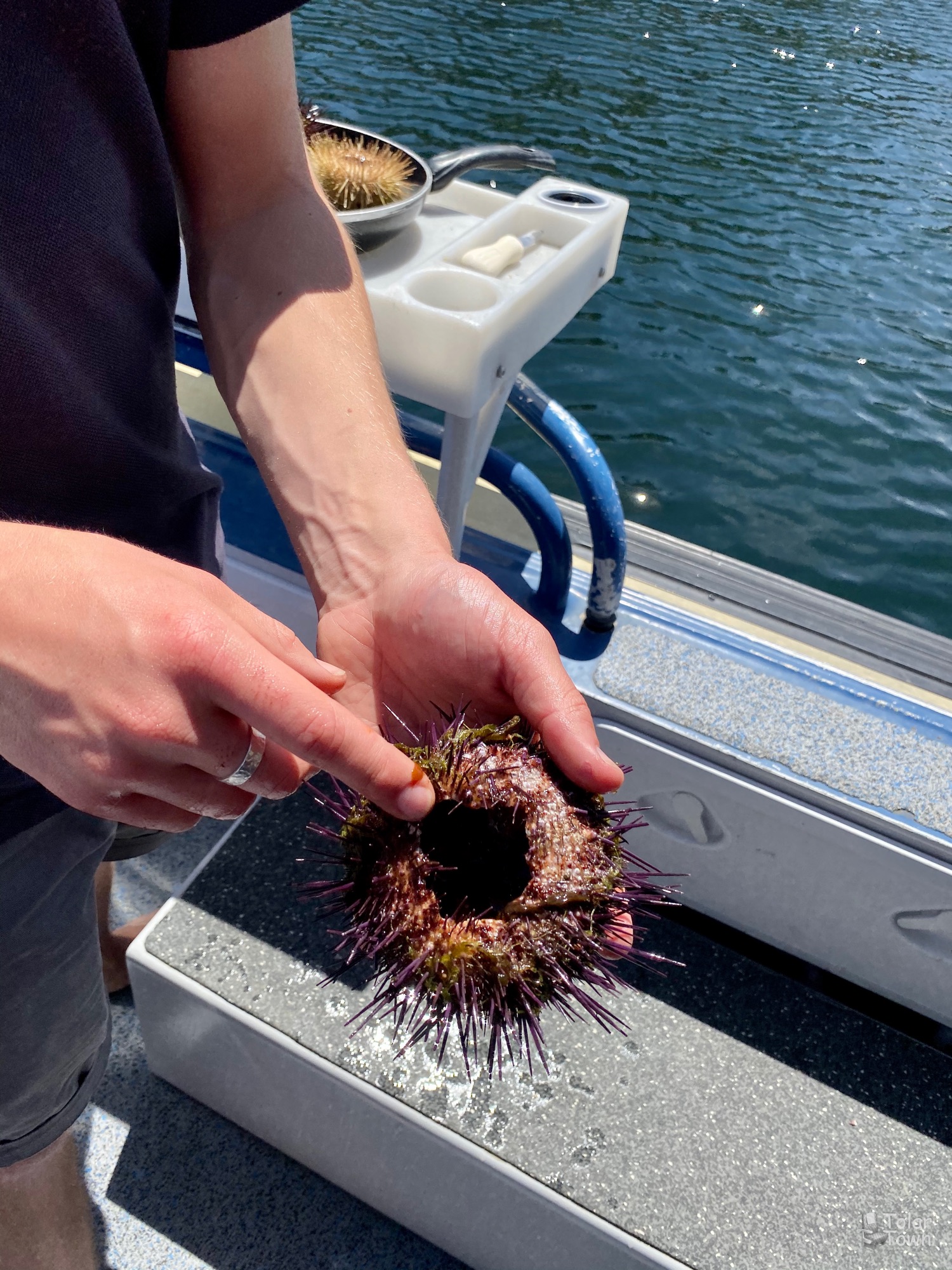 Prep'ing the sea urchin