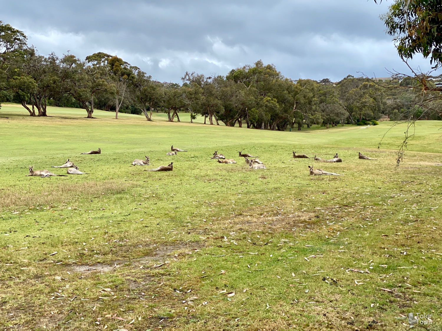 Kangaroos