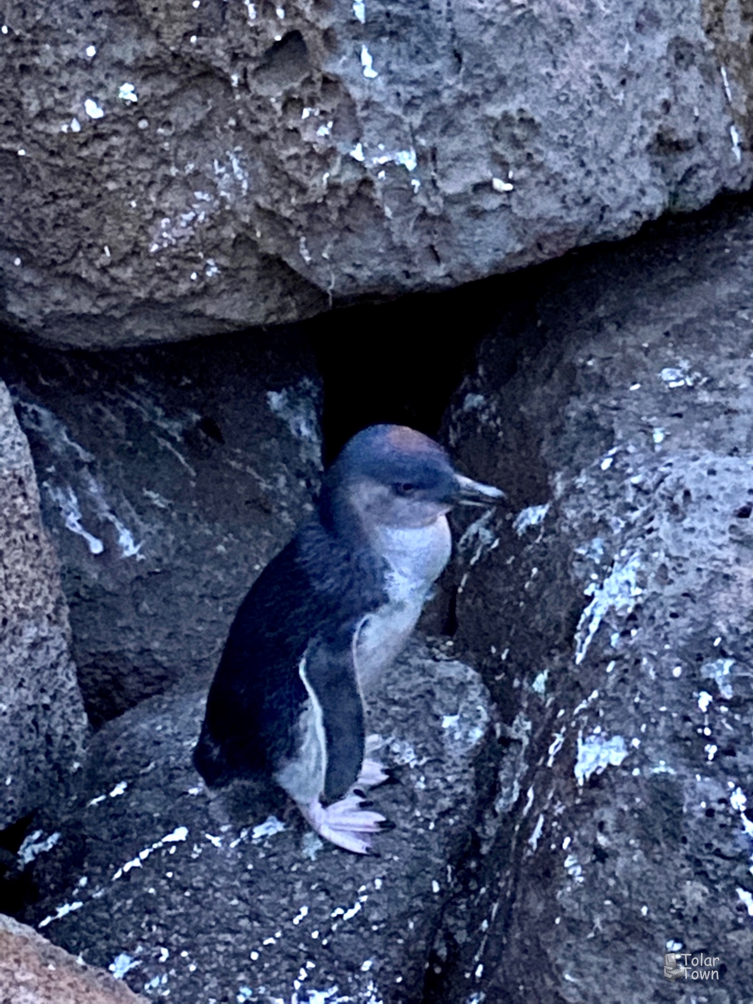 Penguin