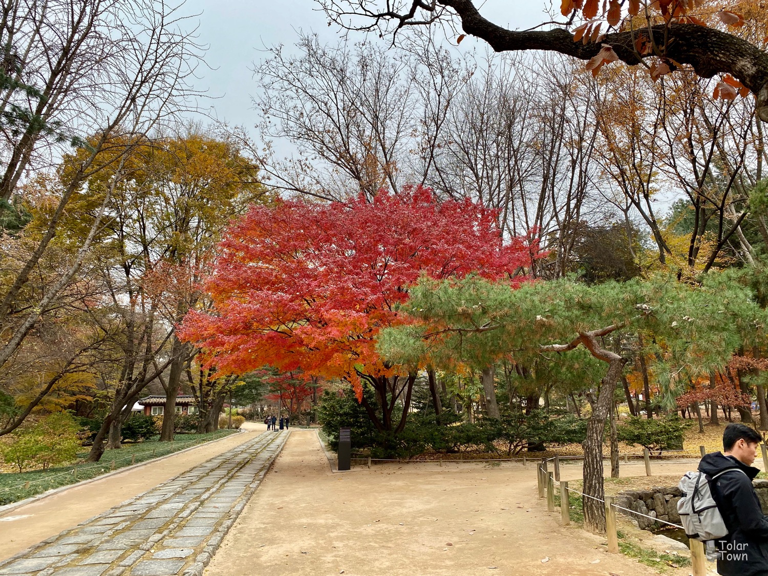 Jongmyo shrine: a dope tree